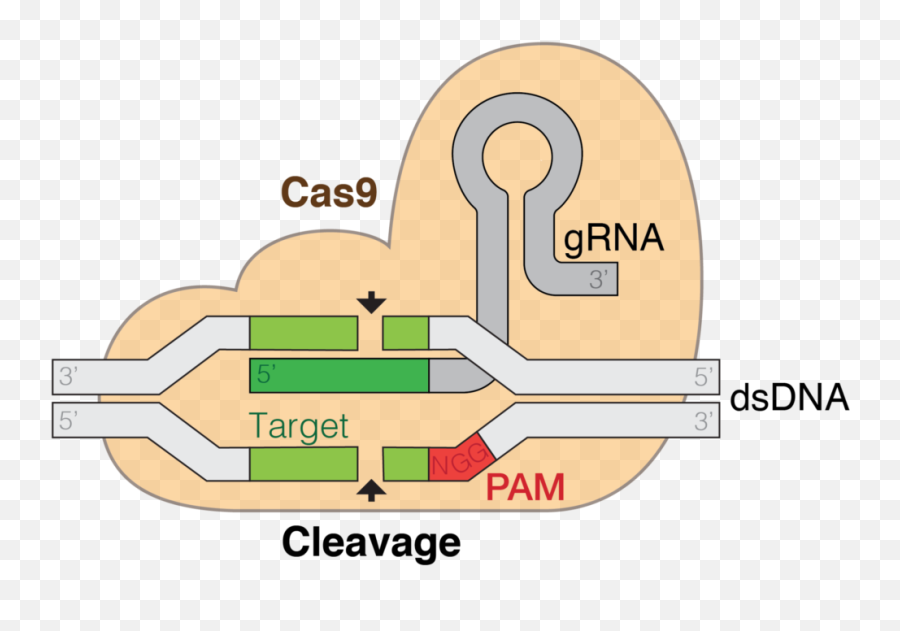 Tech News Gizmos Hub - Crispr Cas9 Emoji,Does Verizon Have A Mic Drop Emoticon