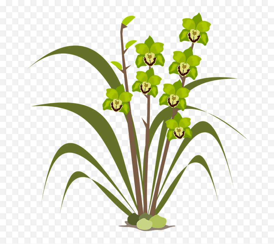 Free Photo Orchid Flora Orchids Flor - Cymbidium Png Emoji,Flowers As Human Emotion Art
