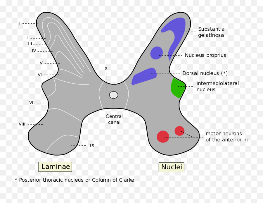 Group C Nerve Fiber - Substantia Gelatinosa Emoji,I Am Used To Carring My Emotions Inside