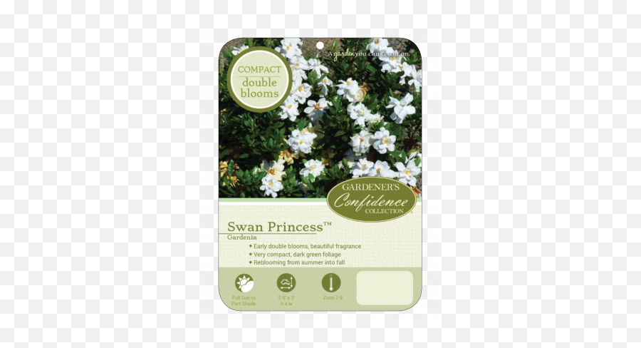 Swan Princess - Swan Princess Gardenia Emoji,Picture Of Sweet Emotion Abelia In Garden