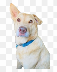 Articles 1 Colonial Times Magazine - Martingale Emoji,Bbc Dogs Emotions