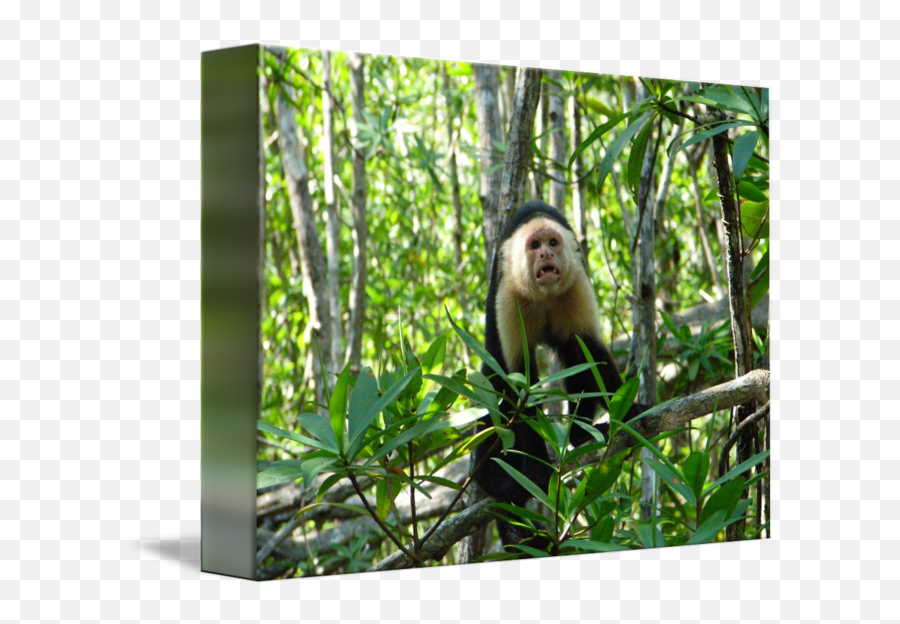 Capuchin Monkey Damas Estuary Costa - Panamanian Capuchin Emoji,Emotions Of A White-faced Capuchin Monkey