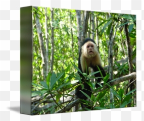 Capuchin Monkey Damas Estuary Costa - Panamanian Capuchin Emoji,Emotions Of A White-faced Capuchin Monkey