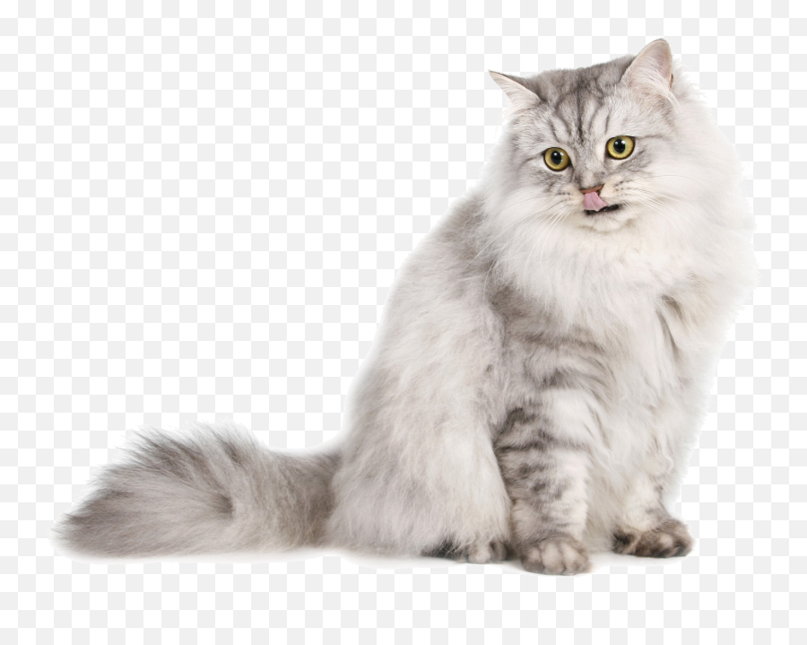 Burmese Cat Png U0026 Free Burmese Catpng Transparent Images - Transparent Background Persian Cat Png Emoji,Burmese Flag Emoji