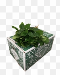 Bloomx Bv Webshop - Fines Herbes Emoji,Hydrangea Macrophylla Emotion