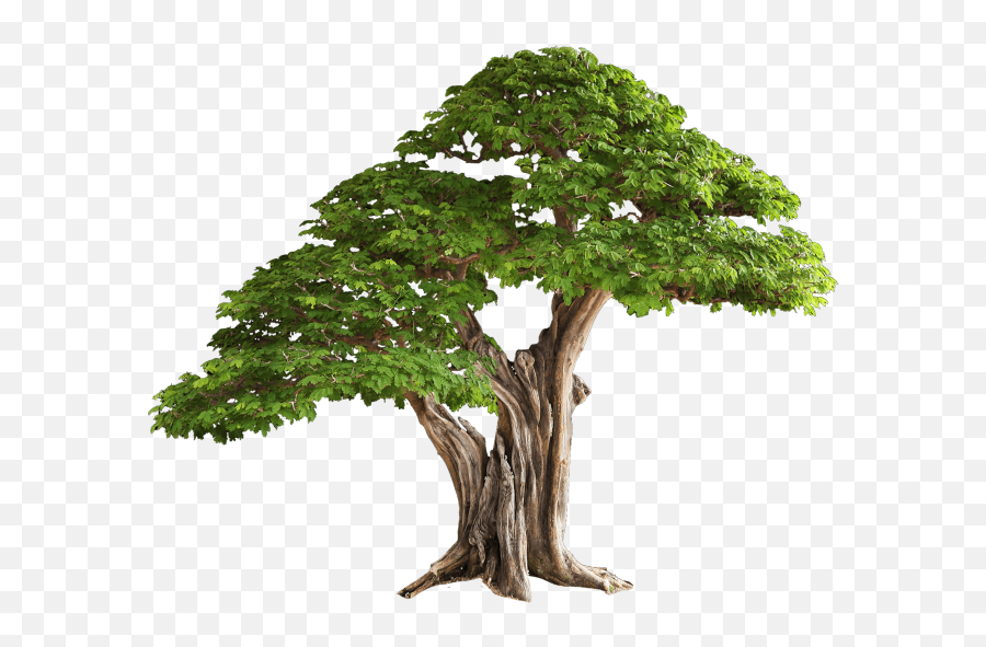 Tree Png Transparent Image - Tree Hd Images Png Emoji,Pine Branch Emoji