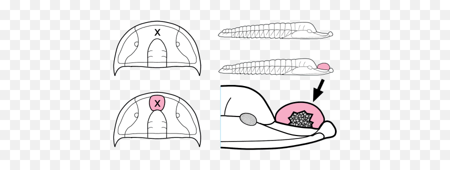 Cambrian Life And Evolution 2012 - Trilobite Reproduction Emoji,Blue Emotion Fiat Lux