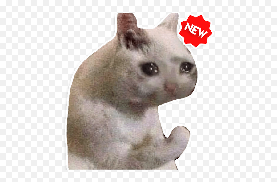 New Funny Cat Memes Stickers Wastickerapps U2013 Apps On Google Play - Go To Depression Jail Bonk Emoji,Cat Heart Emoji Meme