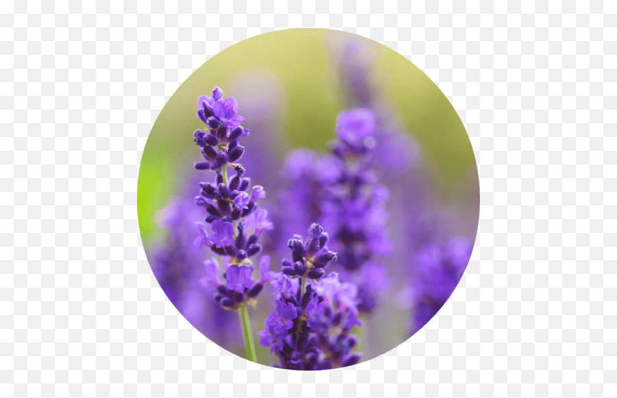 Lavender Absolute - Lavender Images Hd Download Emoji,Sweet Emotion Clog