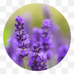 Lavender Absolute - Lavender Images Hd Download Emoji,Sweet Emotion Clog