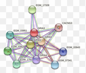 Gria3 Protein Macaca Fascicularis - String Interaction Network Dot Emoji,Brain Emp Patterns Emotions