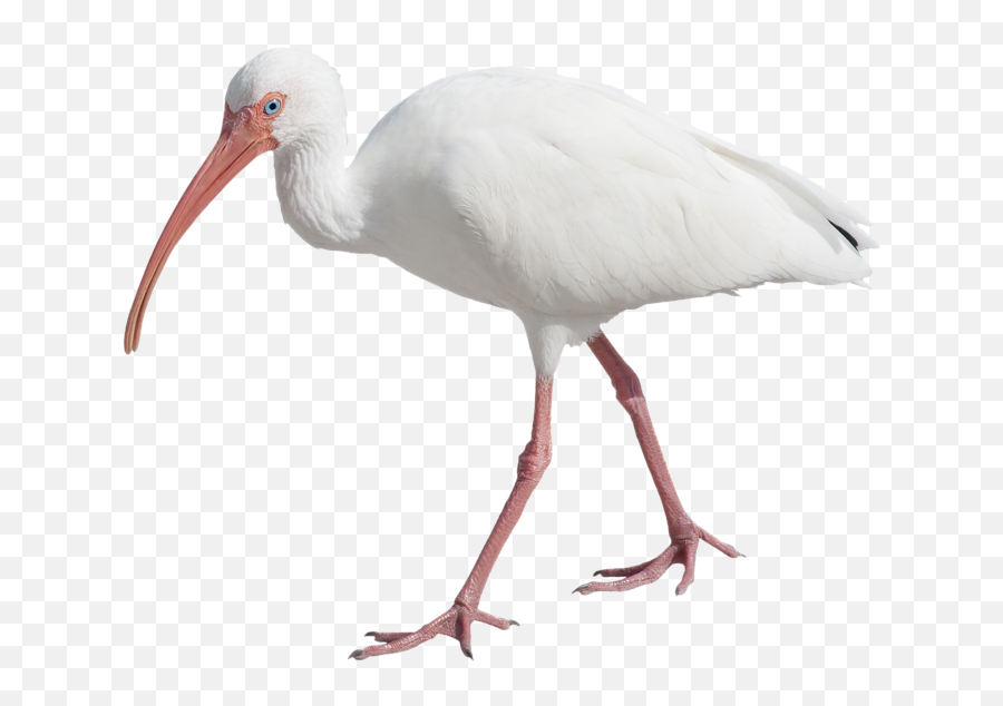 Animali Che Iniziano Con La I - Ibis Bird Png Emoji,Emoticon Piuma Dove Si Trova