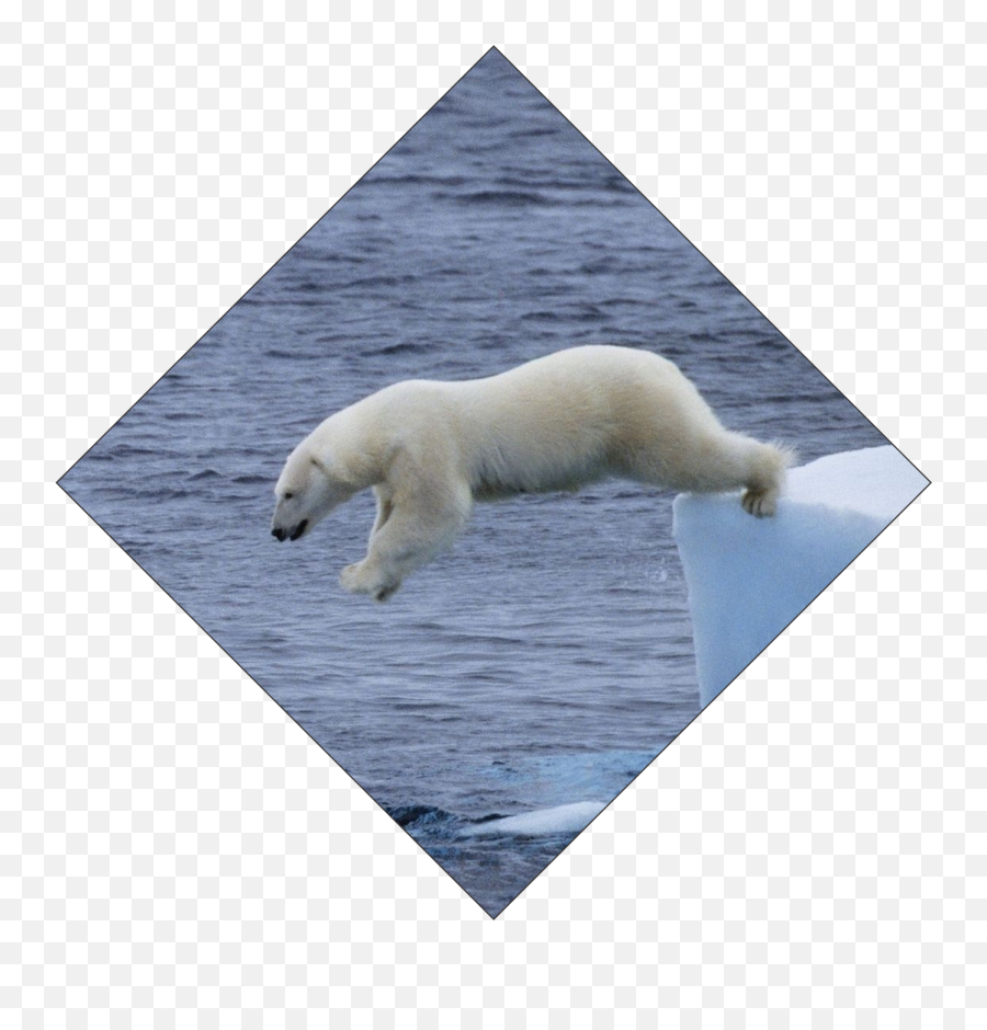 Polar Bear Custom Diamond Trophy With Rolled Metal Column - Polar Ice Cap Emoji,Shades Polar Bear Emoji