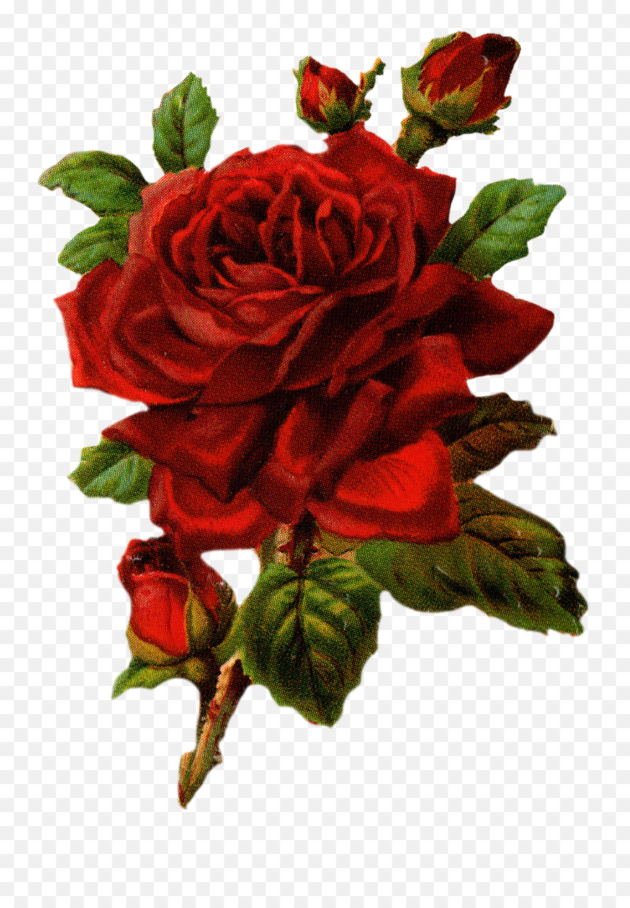 Rose Png Hd Images Free Rose Clipart Download - Free Transparent Red Rose Graphic Emoji,Facebook Rose Emoji