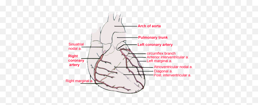 Map Of Coronary Arteries - Name Right Coronary Artery Branches Emoji,Ekg Emotions