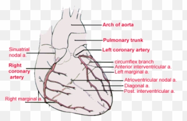 Map Of Coronary Arteries - Name Right Coronary Artery Branches Emoji,Ekg Emotions