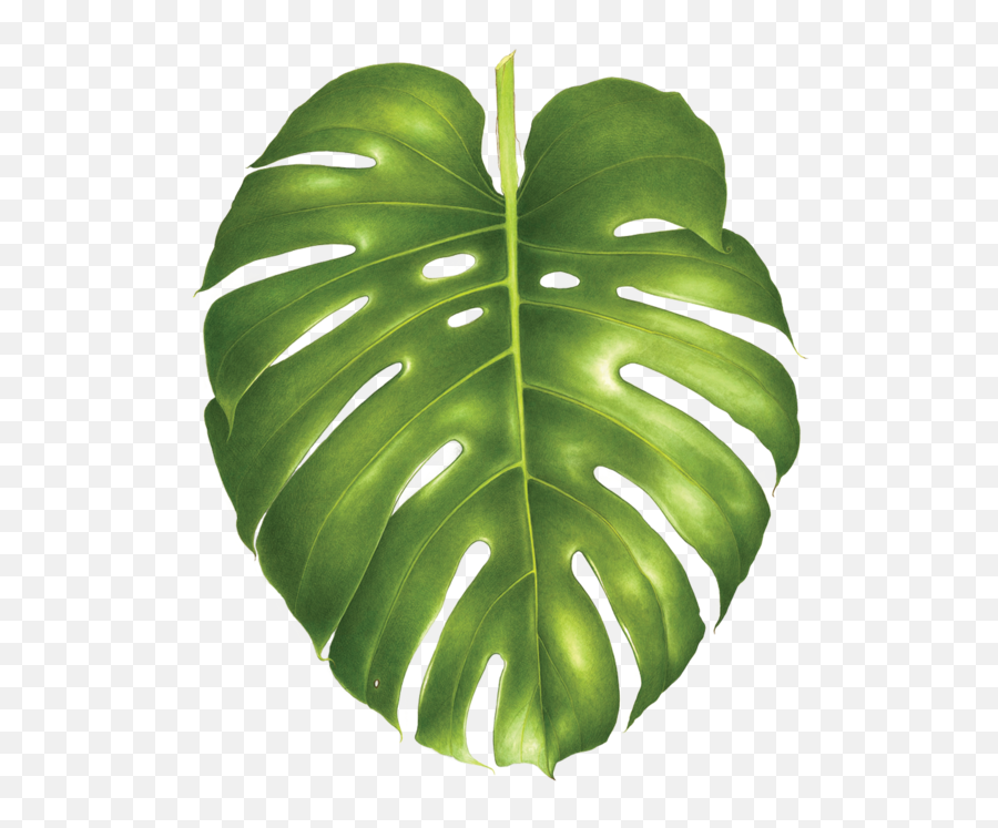 Accessories - Nerd Herd Philodendron Monstera Leaf Emoji,Collage Emojis Kawaii