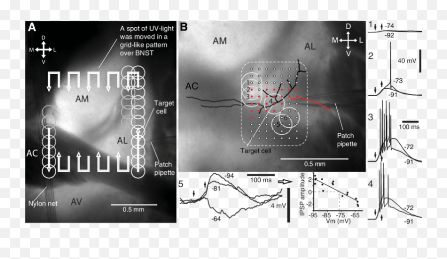 Study Intrinsic Connections - Dot Emoji,Emotion Single Channel Pipette