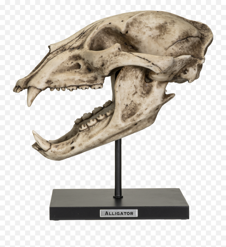 Fossil Animals Replica American Black Bear Skeleton Skull Fossli Resin Figurine - Walmartcom Scary Emoji,Steam Skull Emoticon Profile