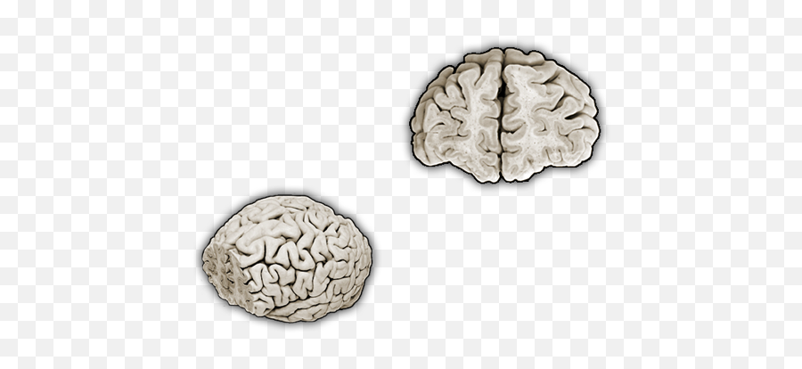 Brain Explorer Emoji,Brain Anatomy Emotions