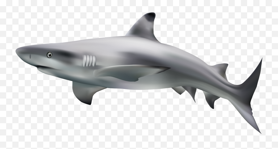 Goblin Shark Eamon Bailey Nictitating Membrane Shark Finning - Shark Transparent Png Emoji,Shark Emoji Facebook