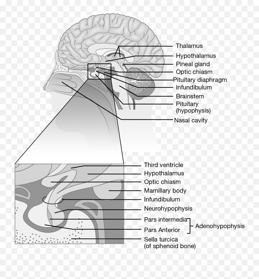 Endocrine System Springer Publishing Emoji,Odors May Elicits A Variety Of Emotions If These Impulses Are Relayed Through The