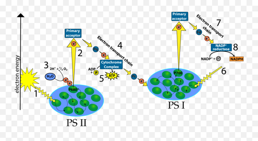 Photosynthesis The Light Reactions Hs Interactive Emoji,Imagine How Hard Physics Would Be If Electrons Had Emotions