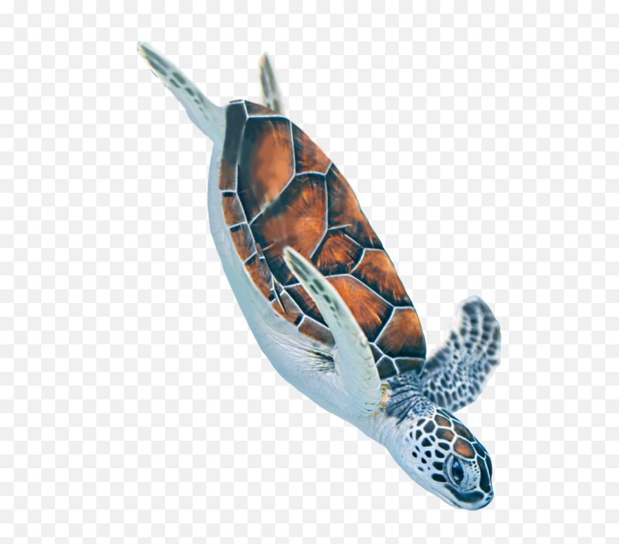 The Most Edited Tortugas Picsart Emoji,Pictures Of Emojis That Look Like Tortoises