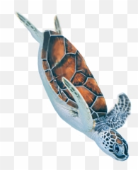 The Most Edited Tortugas Picsart Emoji,Pictures Of Emojis That Look Like Tortoises