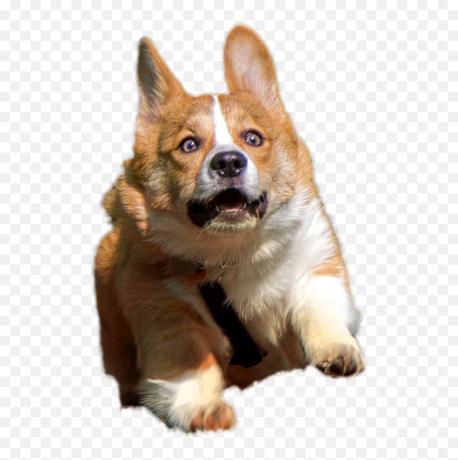 Corgi Transparent Corgi Animals Dogs - Corgi Png Emoji,Human Emotions On Animals