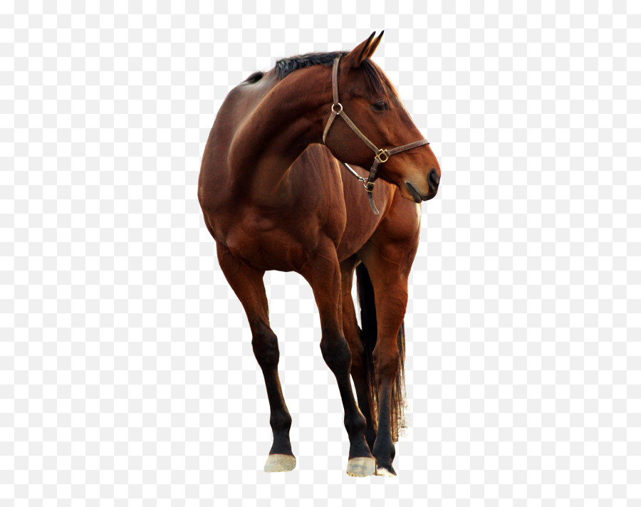 Horse Png Transparent Image - Horse Emoji,Black Horse Emoji