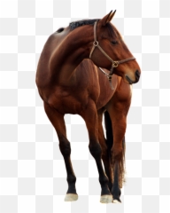 Horse Png Transparent Image - Horse Emoji,Black Horse Emoji