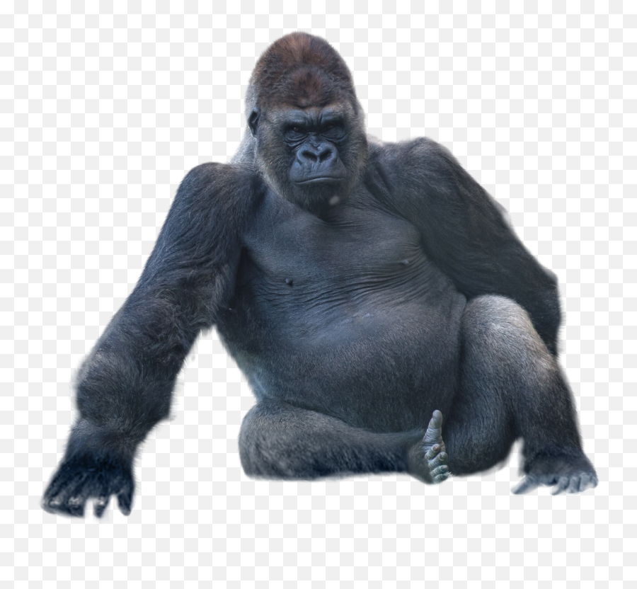 Gorilla Psd Official Psds - Gorilla Picture White Background Emoji,Gorilla Emoji