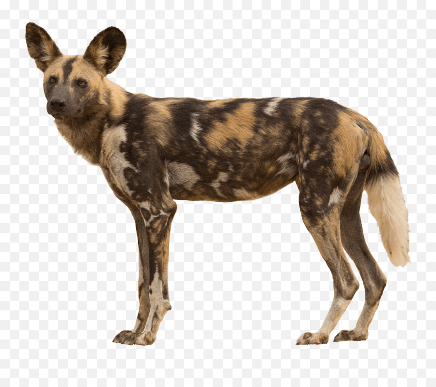 About Wild Dogs Emoji,African Wild Dog Ears Emotions
