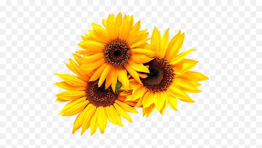 The Most Edited Flowerpower Picsart - Transparent Background Sunflower Clipart Emoji,Kierkegaard Emoticon