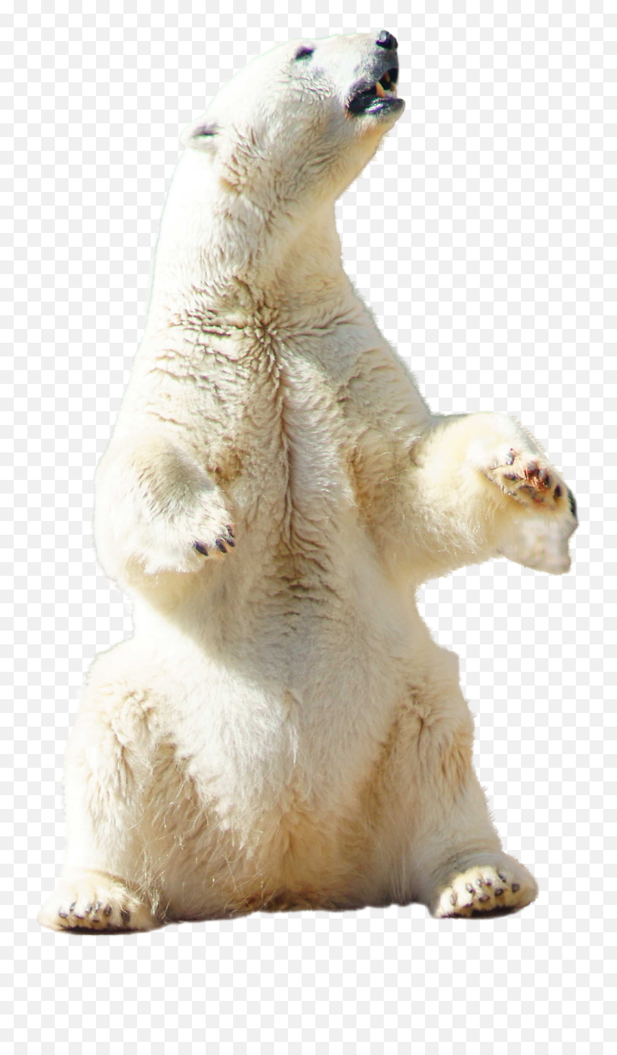 Polar Bear On The Hind Legs Free Image Download - Polar Bear Sitting Png Emoji,Polar Emotions