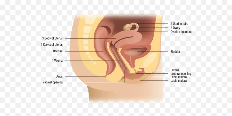 Is It Normal For My To - Disease Emoji,After A Hysterectomy Will My Emotions Be Goofy