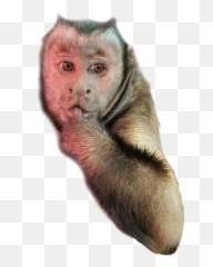 13 Monkeyboo Ideas - Ugly Emoji,Emotions Of A White-faced Capuchin Monkey