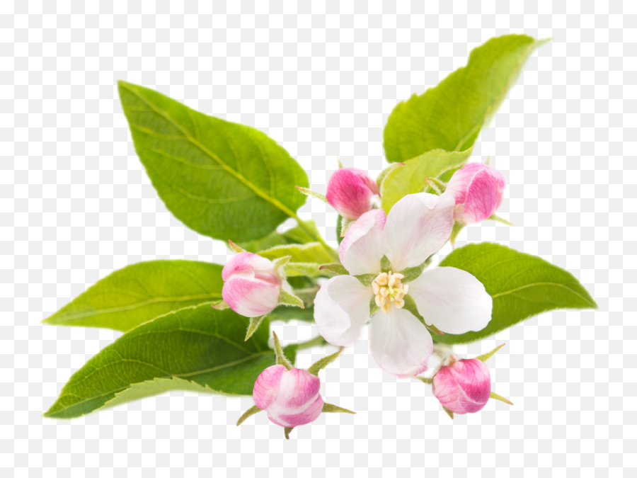 Bach Flowers Therapy Vancouver - Ruz Integral Health Emoji,Emotions Wildflower Bach Flowers Therapy Vancouver - Ruz Integral Health Emoji,Emotions Wildflower