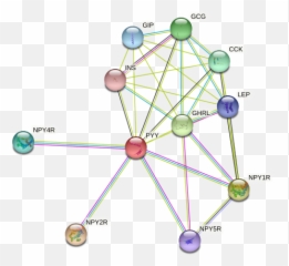 Pyy Protein Human - String Interaction Network Emoji,Emotions And Emulsions