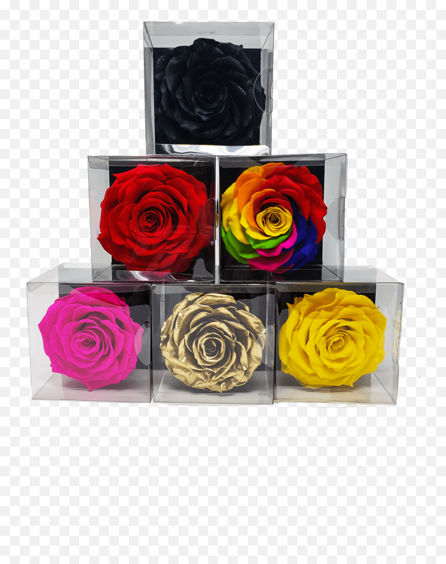 Preserved Real Roses - Lasts Forever Emoji,Small Purple Rose Emoticon Copy And Paste