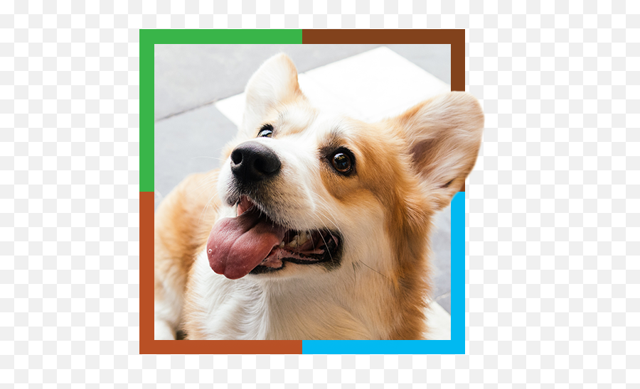 Diagnostic Testing - Visit Our Animal Eye Clinic In Maitland Emoji,Dog Emoticon Test