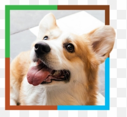 Diagnostic Testing - Visit Our Animal Eye Clinic In Maitland Emoji,Dog Emoticon Test