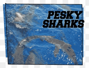 Over The Rail - Sharks Volleyball Emoji,Emotion Angler 11