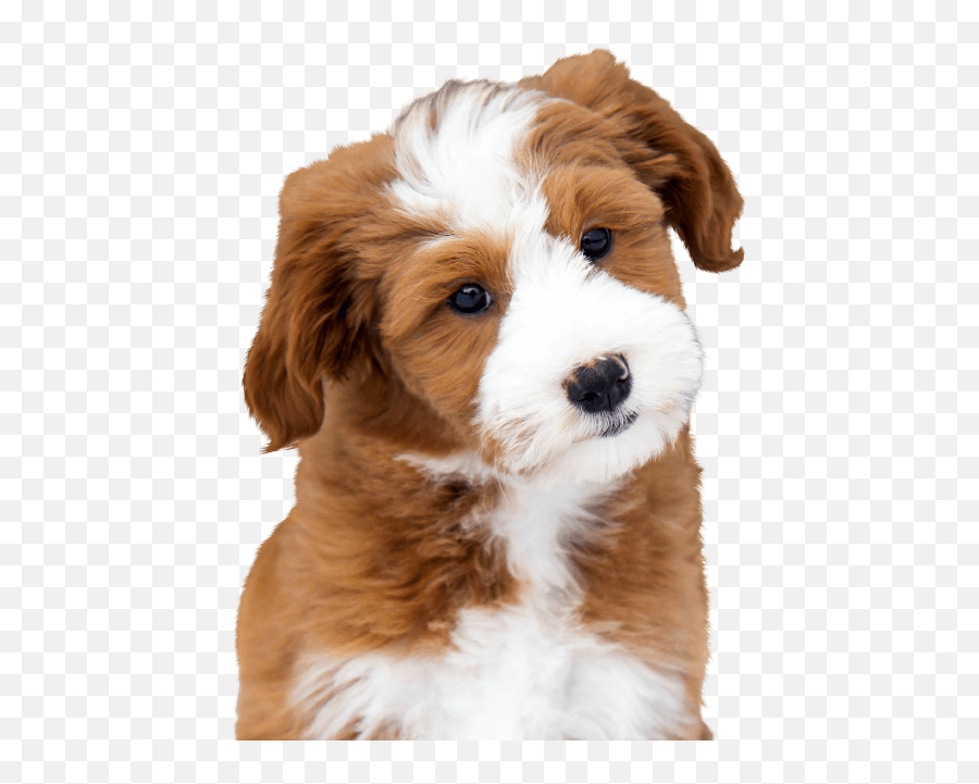 Happy Pup Manor Puppy Training Chicago Evanston Dog - Vulnerable Native Breeds Emoji,Dogs Pick Up On Our Emotions