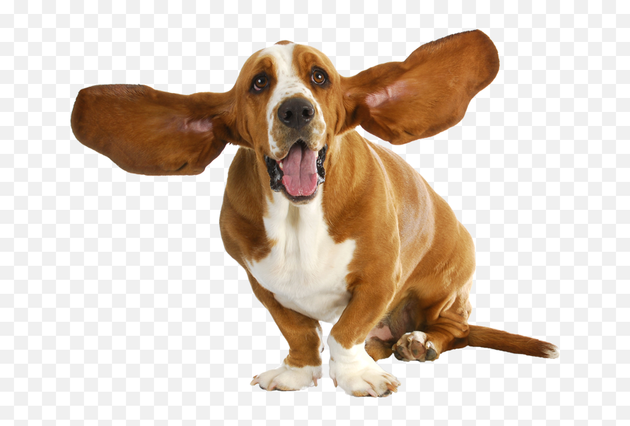 Basset Hound - Transparent Basset Hound Png Emoji,Dog Ear Emotions