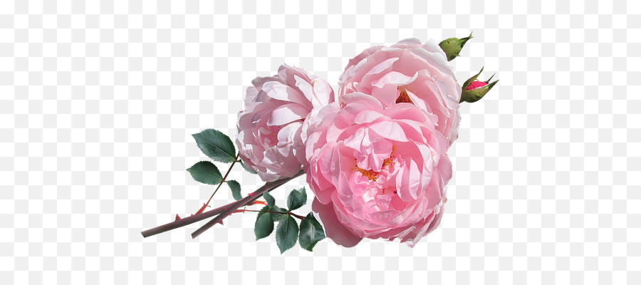 Free David Austin Rose Photos - English Pink Rose Png Emoji,Deep Emotions Roses