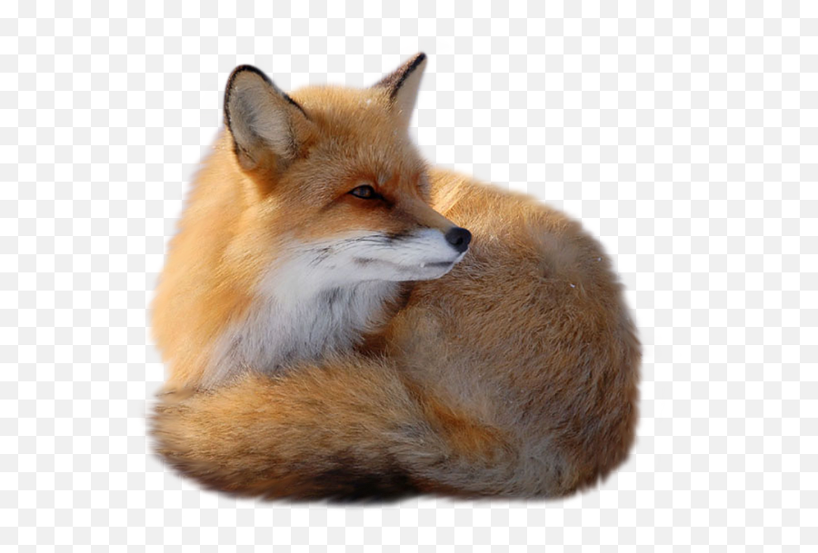 Fox Png Image Free Download Picture - Fox Transparent Png Emoji,Fox Emojis Transparent Background