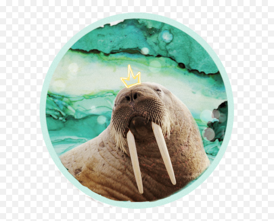 Walrus Sticker - Walrus Emoji,Walrus Emoji