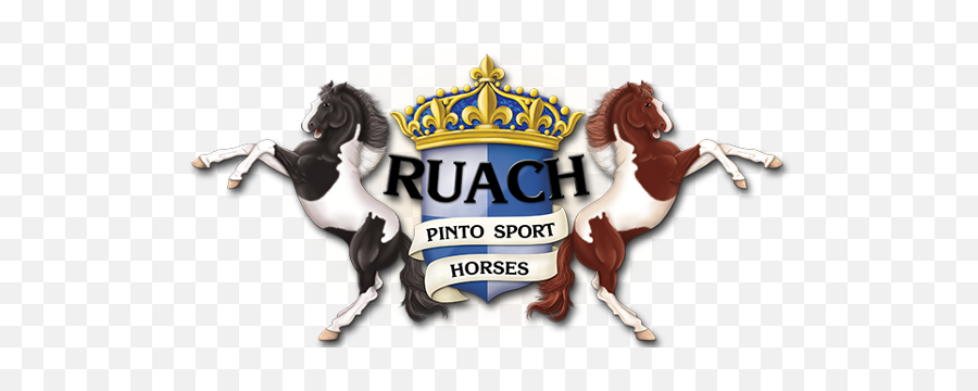 Horse Of The Year 2017 U2013 Ruach Pinto Sport Horses - Horse Supplies Emoji,Horses Emotions